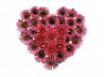 Tapety na plochu - Pink Hyacinths Heart
