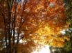 Tapety na plochu - Autumn Sunrises