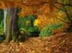 Tapety na plochu - Autumn Forest