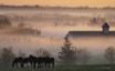 Tapety na plochu - Foggy horsefarm