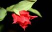 Tapety na plochu - Red rose on black
