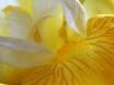 Tapety na plochu - Yellow iris