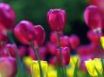 Tapety na plochu - Colorful tulips