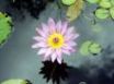 Tapety na plochu - Water flower