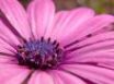 Tapety na plochu - Pink flower
