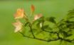 Tapety na plochu - Beautiful azaleas