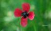 Tapety na plochu - red flower