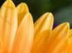 Tapety na plochu - Some yellow petals