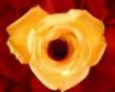 Tapety na plochu - Yellow rose petals
