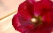 Tapety na plochu - Red flower