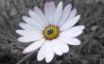 Tapety na plochu - Gorgeous flower