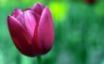 Tapety na plochu - Purple tulip