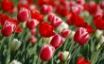 Tapety na plochu - Tulips in spring