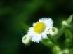 Tapety na plochu - White flower close up