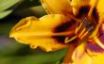Tapety na plochu - Yellow flower