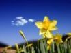 Tapety na plochu - Beautiful daffodils