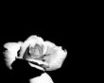 Tapety na plochu - White pale rose