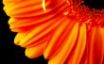 Tapety na plochu - Orange flower petals