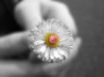 Tapety na plochu - Small white flower