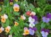 Tapety na plochu - Colorful flowers