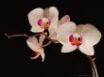 Tapety na plochu - Late night orchids