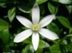 Tapety na plochu - A white flower