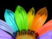 Tapety na plochu - Multicolor petals