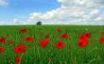 Tapety na plochu - Poppy flowers on field