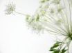 Tapety na plochu - Nice white flowers