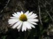Tapety na plochu - White Flower