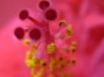 Tapety na plochu - Pink Flower