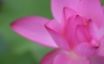 Tapety na plochu - Pink Wisp Flower