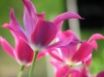 Tapety na plochu - Open Tulips