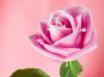 Tapety na plochu - Pink Shadow Rose
