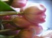 Tapety na plochu - Tulips Dew