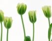 Tapety na plochu - More Green Tulips
