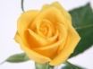 Tapety na plochu - Yellow Rose