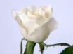 Tapety na plochu - White Rose
