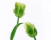 Tapety na plochu - Green Tulips