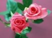 Tapety na plochu - Home Flower Rose