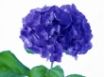Tapety na plochu - Violet Flower
