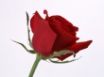 Tapety na plochu - Rose Flower