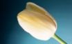 Tapety na plochu - Cream Tulip