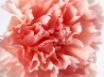 Tapety na plochu - Macro Carnation