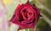 Tapety na plochu - Deep Red Rose