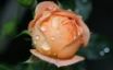 Tapety na plochu - Wet Rose Bloom