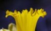 Tapety na plochu - Daffodil Trumpet