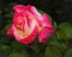 Tapety na plochu - Bright Rose