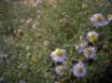 Tapety na plochu - Small Flowers