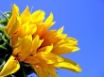 Tapety na plochu - Sunflower